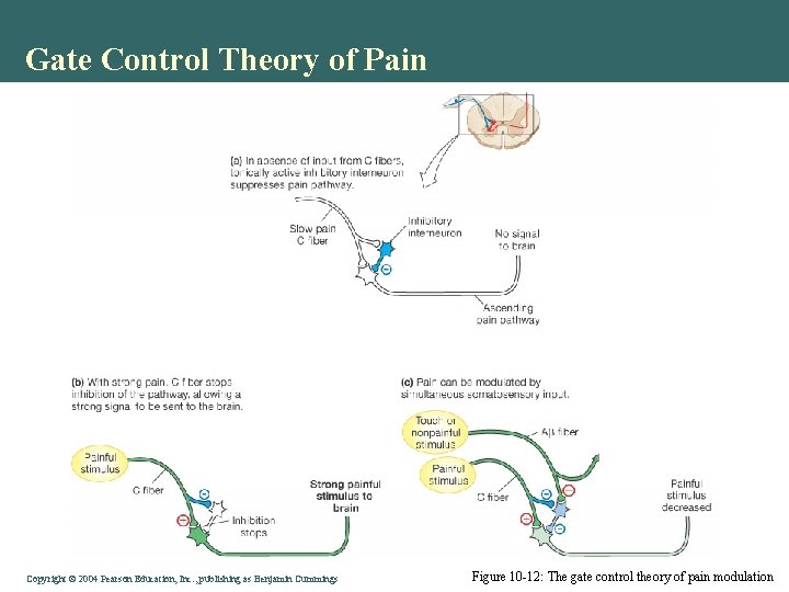 Gate Control Theory of Pain Copyright © 2004 Pearson Education, Inc. , publishing as