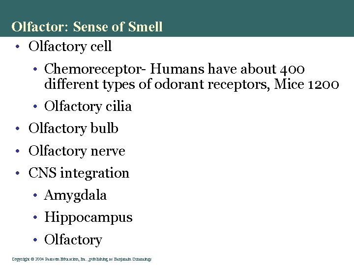 Olfactor: Sense of Smell • Olfactory cell • Chemoreceptor- Humans have about 400 different