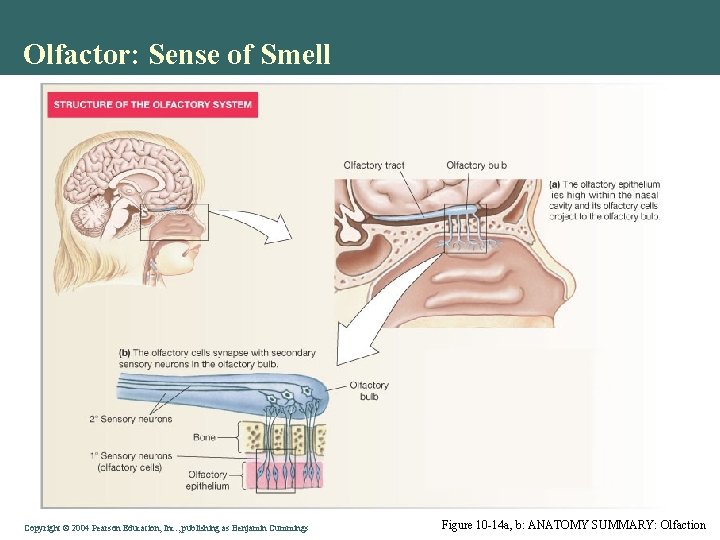 Olfactor: Sense of Smell Copyright © 2004 Pearson Education, Inc. , publishing as Benjamin