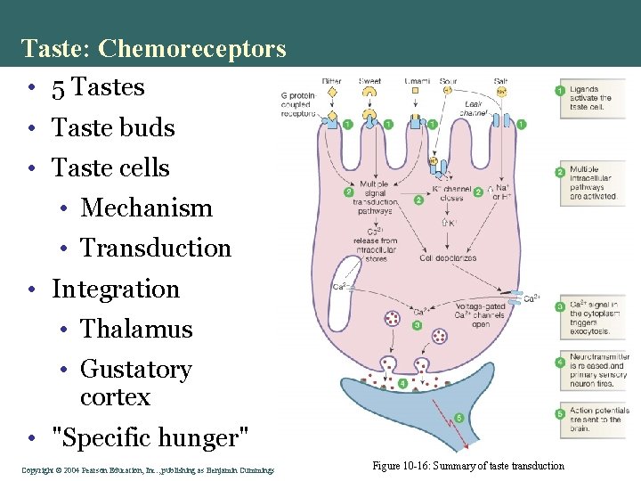 Taste: Chemoreceptors • 5 Tastes • Taste buds • Taste cells • Mechanism •