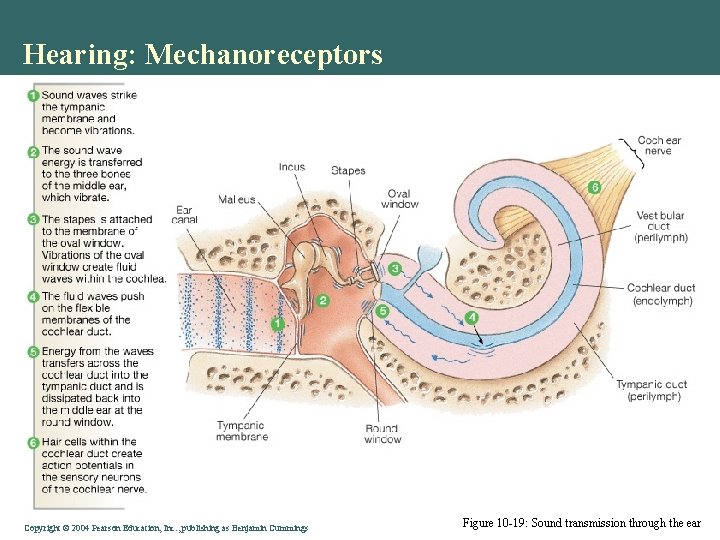 Hearing: Mechanoreceptors Copyright © 2004 Pearson Education, Inc. , publishing as Benjamin Cummings Figure