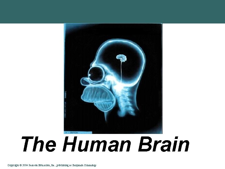 The Human Brain Copyright © 2004 Pearson Education, Inc. , publishing as Benjamin Cummings