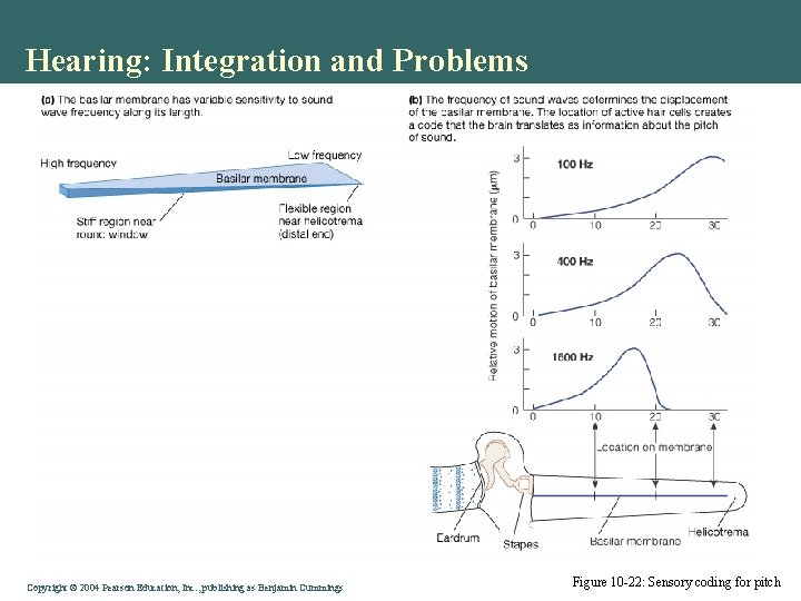 Hearing: Integration and Problems Copyright © 2004 Pearson Education, Inc. , publishing as Benjamin