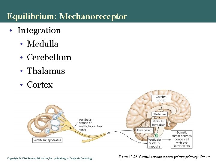 Equilibrium: Mechanoreceptor • Integration • Medulla • Cerebellum • Thalamus • Cortex Copyright ©