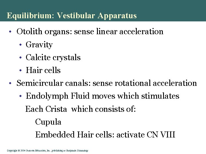 Equilibrium: Vestibular Apparatus • Otolith organs: sense linear acceleration • Gravity • Calcite crystals