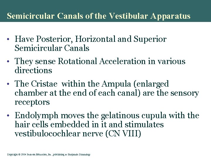 Semicircular Canals of the Vestibular Apparatus • Have Posterior, Horizontal and Superior Semicircular Canals