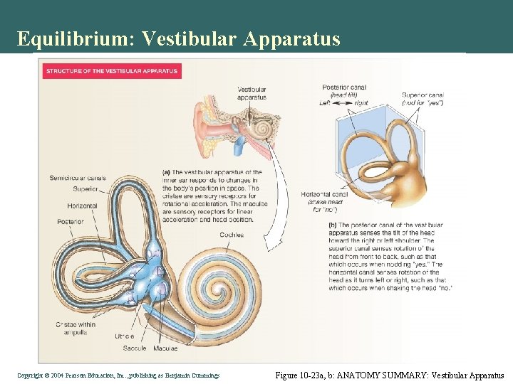 Equilibrium: Vestibular Apparatus Copyright © 2004 Pearson Education, Inc. , publishing as Benjamin Cummings