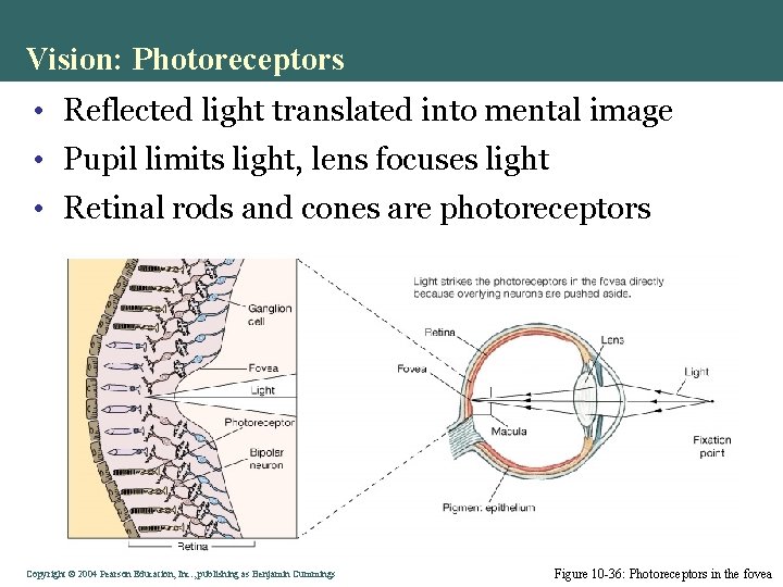 Vision: Photoreceptors • Reflected light translated into mental image • Pupil limits light, lens