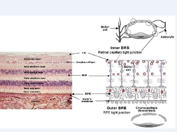 Copyright © 2004 Pearson Education, Inc. , publishing as Benjamin Cummings 
