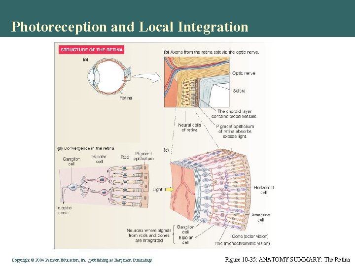 Photoreception and Local Integration Copyright © 2004 Pearson Education, Inc. , publishing as Benjamin