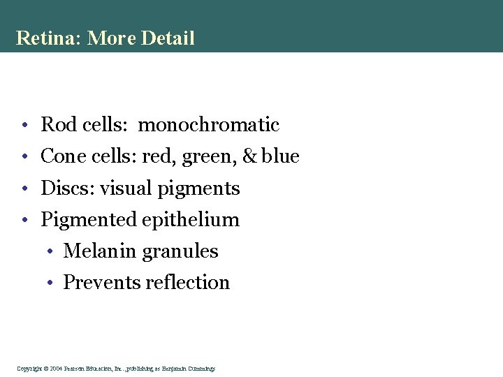 Retina: More Detail • Rod cells: monochromatic • Cone cells: red, green, & blue