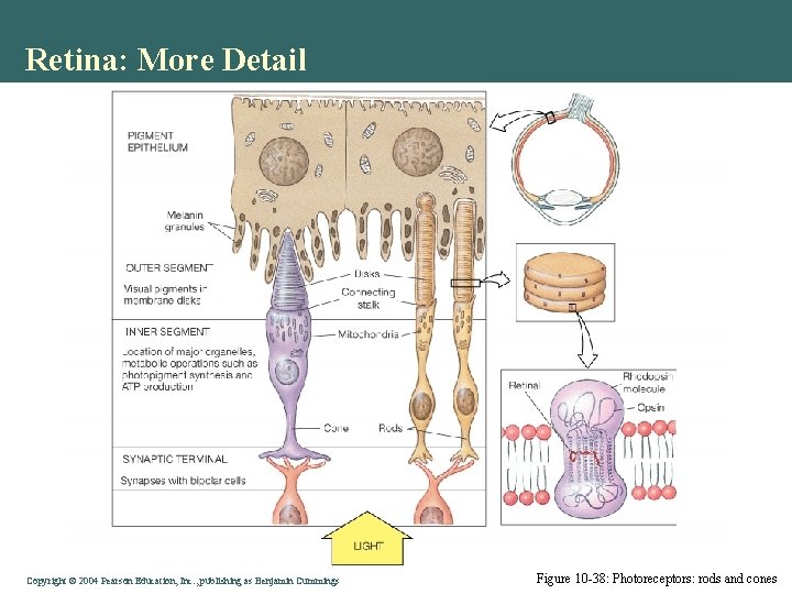 Retina: More Detail Copyright © 2004 Pearson Education, Inc. , publishing as Benjamin Cummings