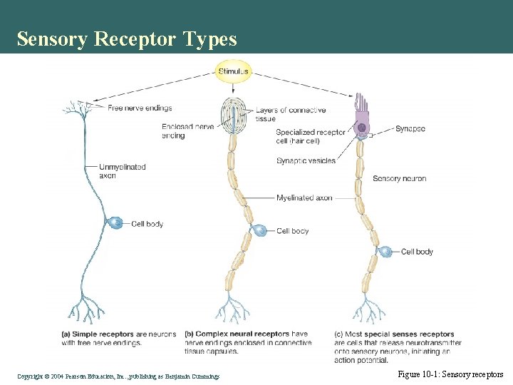 Sensory Receptor Types Copyright © 2004 Pearson Education, Inc. , publishing as Benjamin Cummings