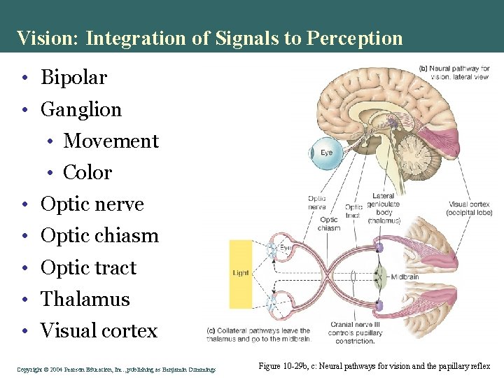 Vision: Integration of Signals to Perception • Bipolar • Ganglion • Movement • Color