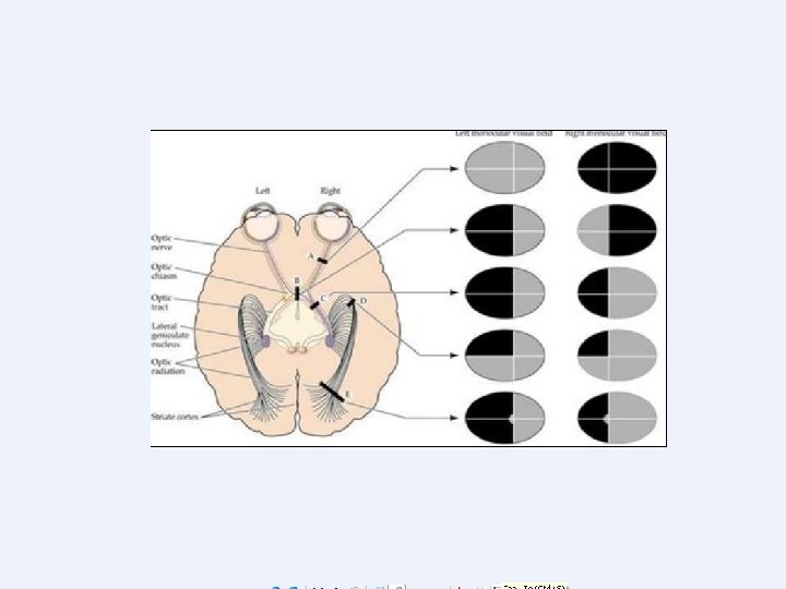 Copyright © 2004 Pearson Education, Inc. , publishing as Benjamin Cummings 