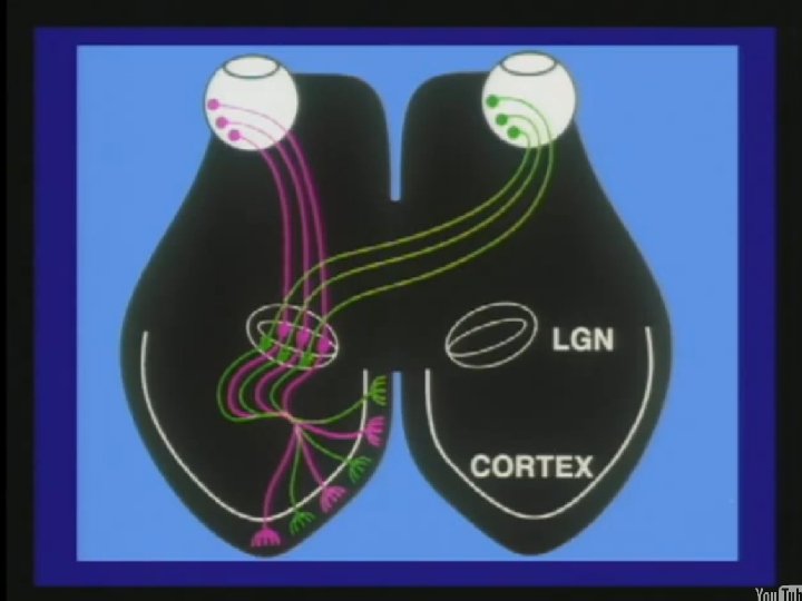 Copyright © 2004 Pearson Education, Inc. , publishing as Benjamin Cummings 