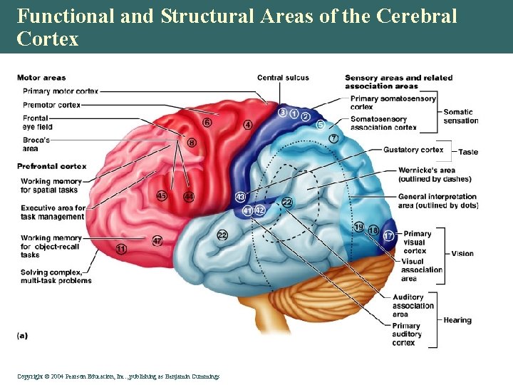 Functional and Structural Areas of the Cerebral Cortex Copyright © 2004 Pearson Education, Inc.