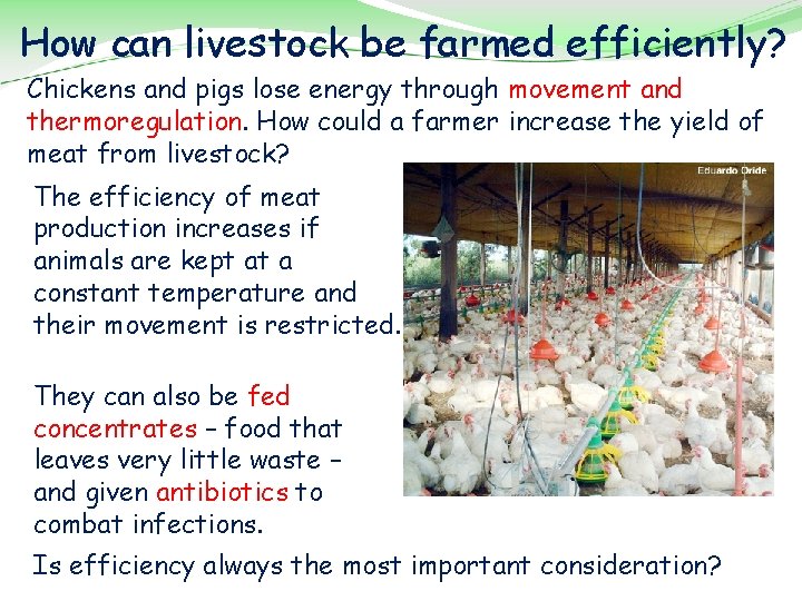 How can livestock be farmed efficiently? Chickens and pigs lose energy through movement and