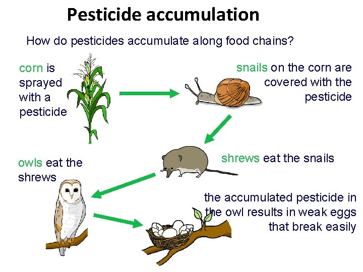 Pesticide accumulation How do pesticides accumulate along food chains? corn is sprayed with a