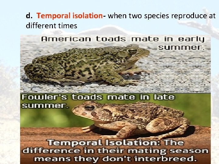 d. Temporal isolation when two species reproduce at different times 