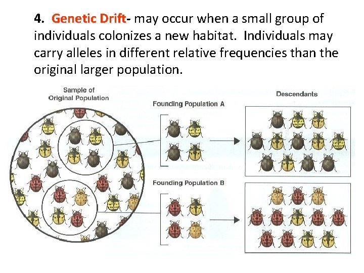 4. Genetic Drift may occur when a small group of individuals colonizes a new