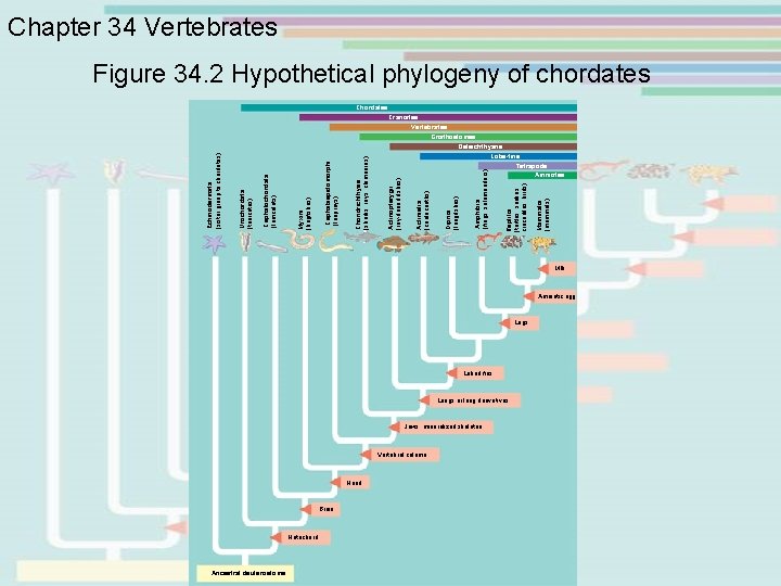 Ancestral deuterostome Notochord Brain Head Vertebral column Gnathostomes Osteichthyans Lobe-fins Tetrapods Amniotes Jaws, mineralized