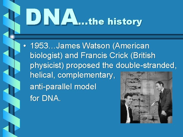 DNA…the history • 1953…James Watson (American biologist) and Francis Crick (British physicist) proposed the