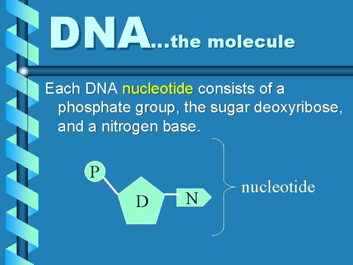DNA…the molecule Each DNA nucleotide consists of a phosphate group, the sugar deoxyribose, and