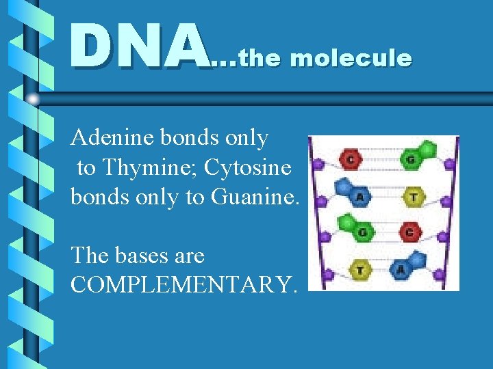 DNA…the molecule Adenine bonds only to Thymine; Cytosine bonds only to Guanine. The bases