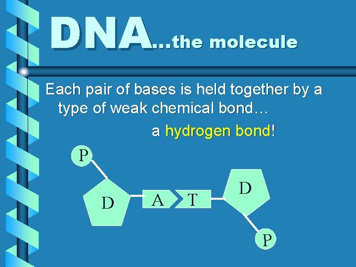 DNA…the molecule Each pair of bases is held together by a type of weak