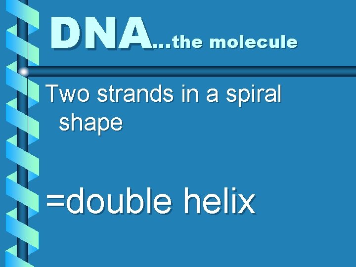 DNA…the molecule Two strands in a spiral shape =double helix 