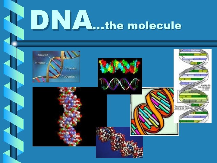 DNA…the molecule 