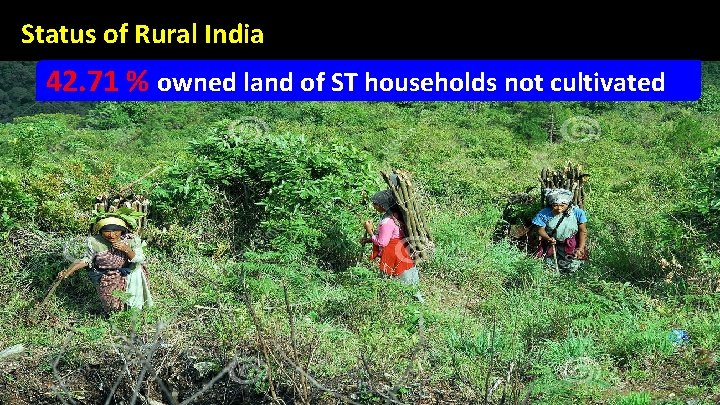Status of Rural India 42. 71 % owned land of ST households not cultivated