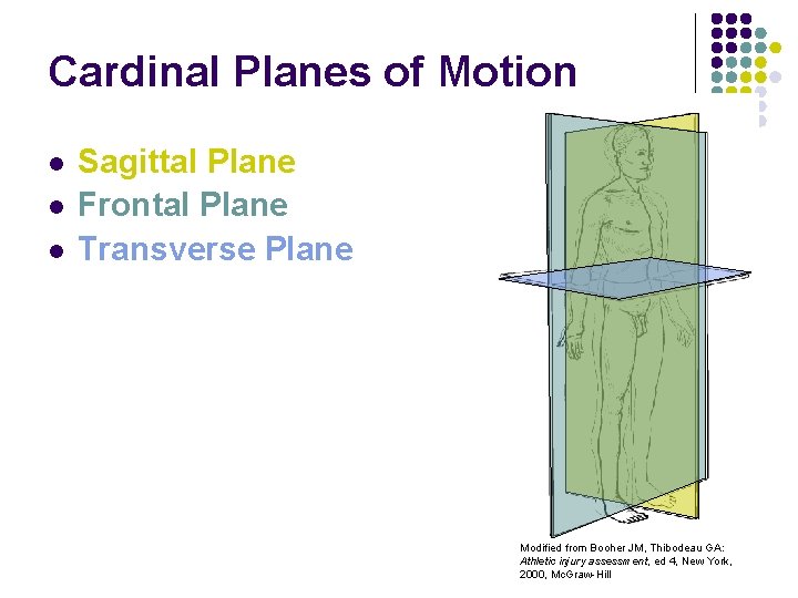 Cardinal Planes of Motion l l l Sagittal Plane Frontal Plane Transverse Plane Modified