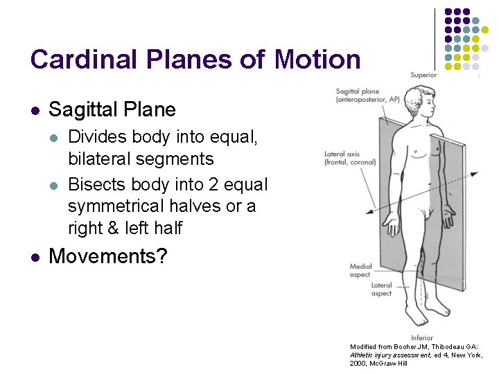 Cardinal Planes of Motion l Sagittal Plane l l l Divides body into equal,