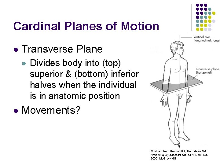 Cardinal Planes of Motion l Transverse Plane l l Divides body into (top) superior