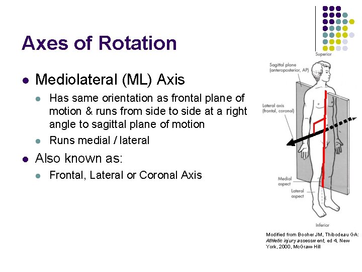 Axes of Rotation l Mediolateral (ML) Axis l l l Has same orientation as