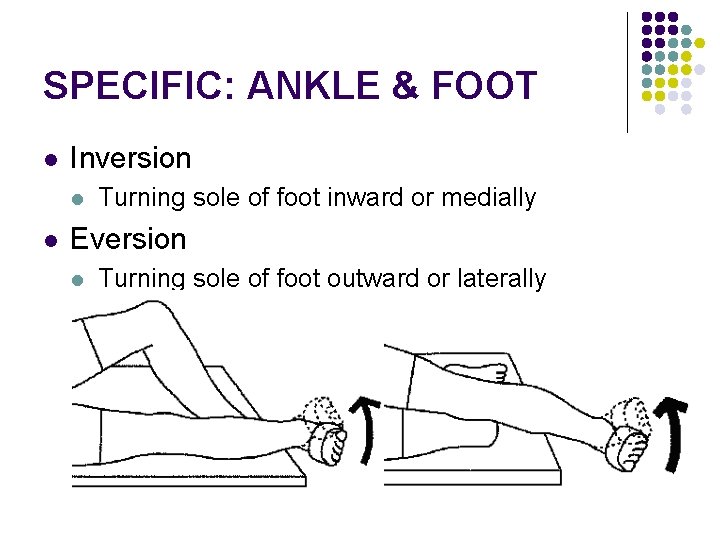 SPECIFIC: ANKLE & FOOT l Inversion l l Turning sole of foot inward or