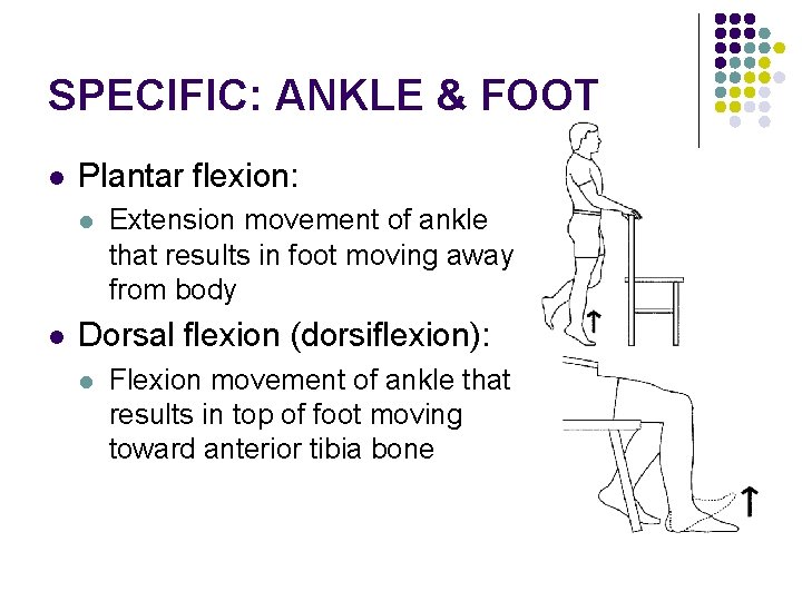 SPECIFIC: ANKLE & FOOT l Plantar flexion: l l Extension movement of ankle that