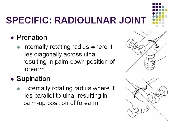 SPECIFIC: RADIOULNAR JOINT l Pronation l l Internally rotating radius where it lies diagonally