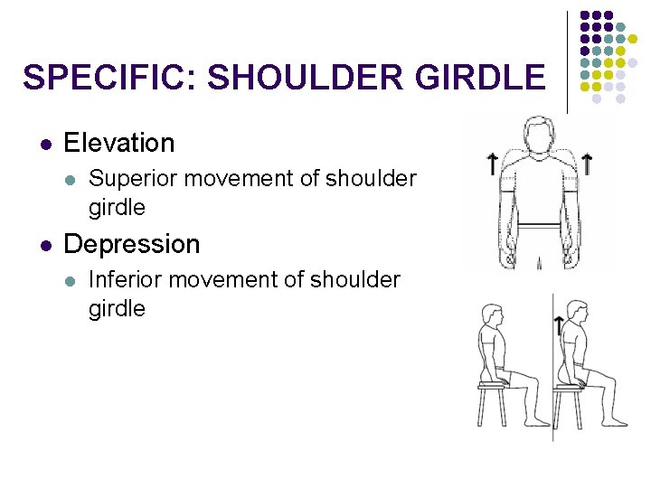 SPECIFIC: SHOULDER GIRDLE l Elevation l l Superior movement of shoulder girdle Depression l