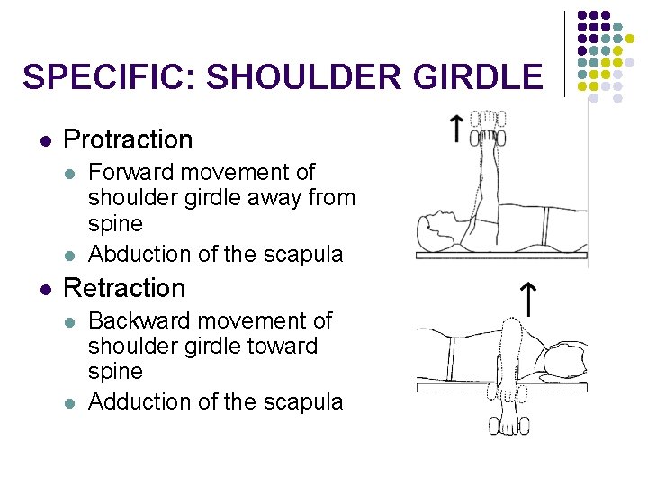 SPECIFIC: SHOULDER GIRDLE l Protraction l l l Forward movement of shoulder girdle away