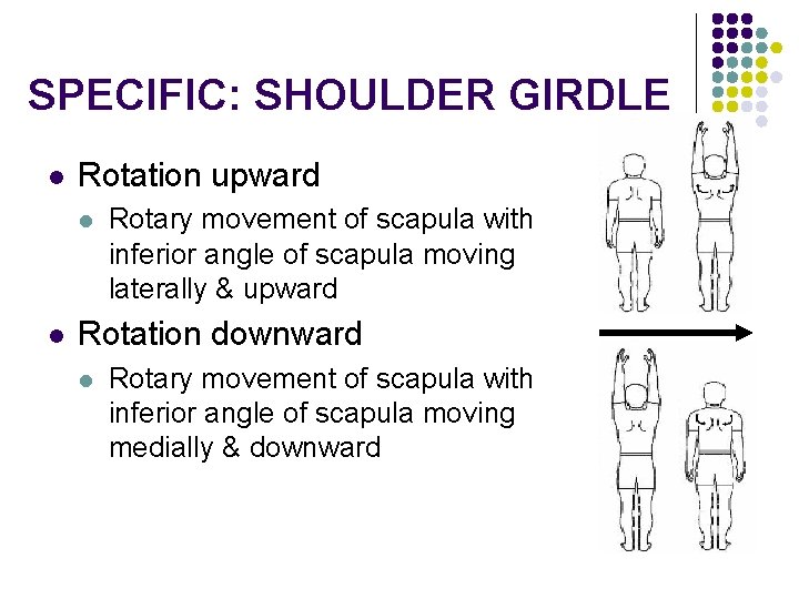 SPECIFIC: SHOULDER GIRDLE l Rotation upward l l Rotary movement of scapula with inferior