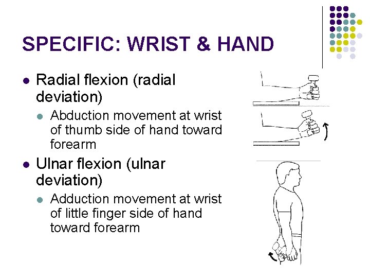 SPECIFIC: WRIST & HAND l Radial flexion (radial deviation) l l Abduction movement at