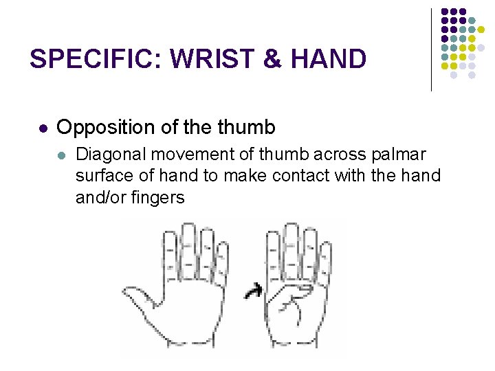 SPECIFIC: WRIST & HAND l Opposition of the thumb l Diagonal movement of thumb