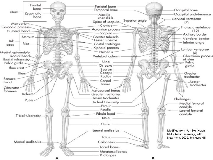 Skeletal System Modified from Van De Graaff KM: Human anatomy, ed 6, New York,