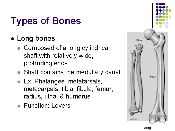 Types of Bones l Long bones l l Composed of a long cylindrical shaft