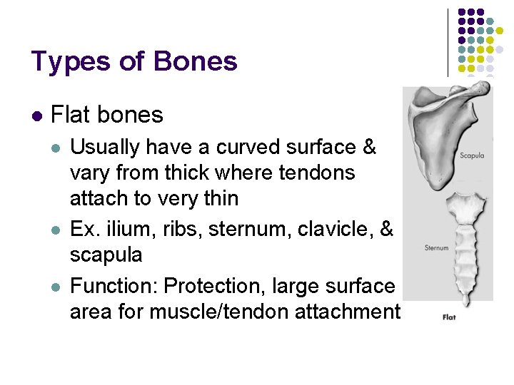 Types of Bones l Flat bones l l l Usually have a curved surface