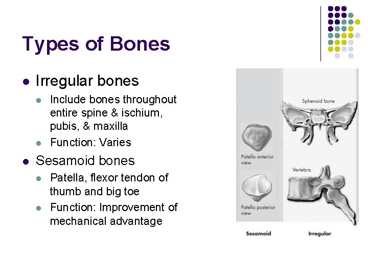 Types of Bones l Irregular bones l l l Include bones throughout entire spine