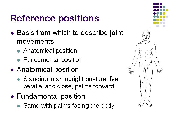 Reference positions l Basis from which to describe joint movements l l l Anatomical